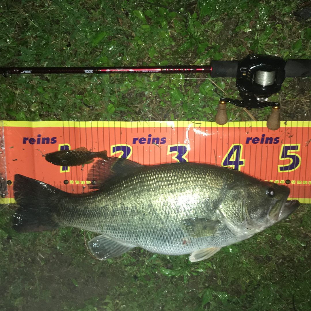 2018/5/8 長良川 ブラックバス