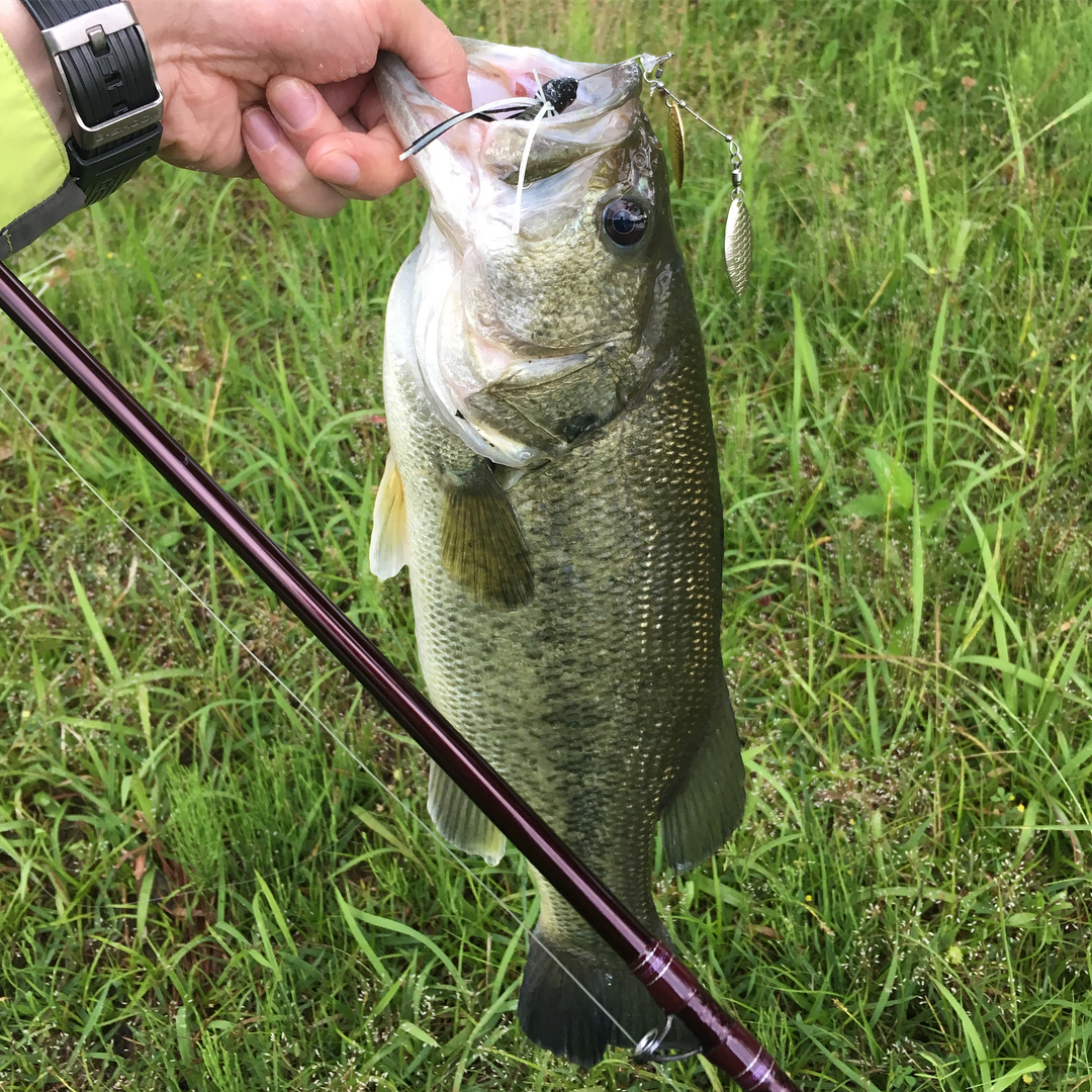 2018/5/19 長良川 ブラックバス