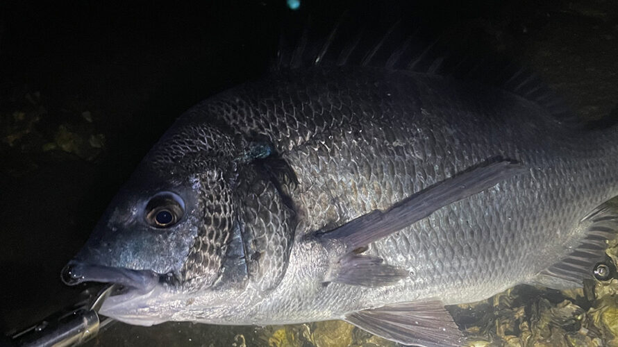 【真冬のチニングはバス釣りといっしょ】2021/2/19 名古屋港 チヌ・クロダイ