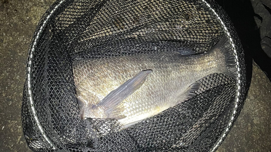【釣れるときは4投目で釣れる】2022/1/8 名古屋港 チヌ・クロダイ